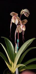 Paphiopedilum Shin-Yi's Pride