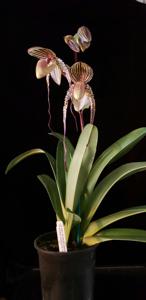 Paphiopedilum Shin-Yi's Pride