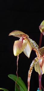 Paphiopedilum Shin-Yi's Pride