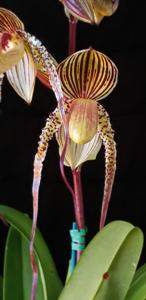 Paphiopedilum Shin-Yi's Pride