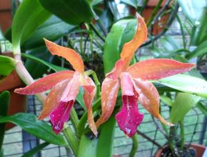 Cattleya Sunburst