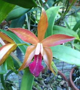 Cattleya Sunburst