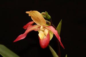 <i>Phragmipedium</i> Tiroler Ache