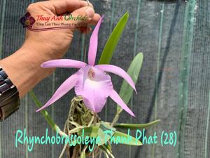 Rhynchobrassoleya Thanh Phat