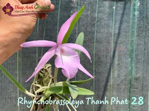 Rhynchobrassoleya Thanh Phat