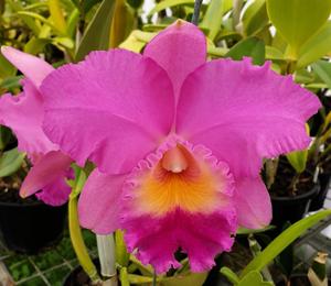 Cattleya Dal's Marvel