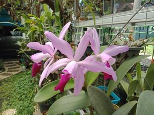 Cattleya Porphyrophlebia