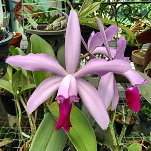 Cattleya Porphyrophlebia