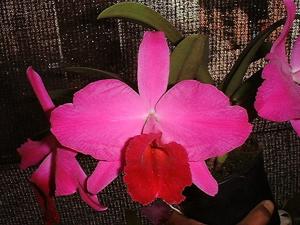 Cattleya Tydea