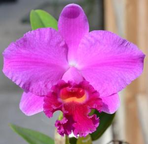 Cattleya Tydea