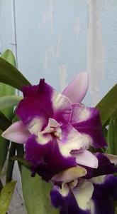 Cattleya Nakornchaisri Fancy