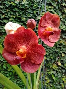 Vanda Red Maroon