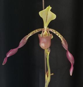 Paphiopedilum Robinianum