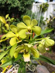 Vanda Hawaiian Verde