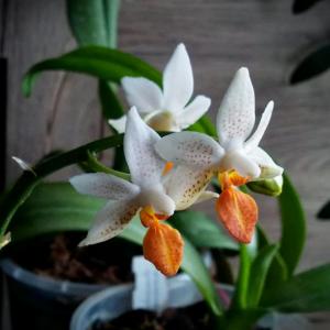 Phalaenopsis Mini Mark