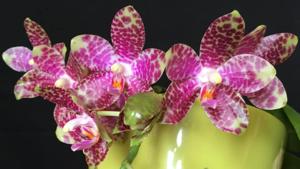 Phalaenopsis Yaphon in Taiwan