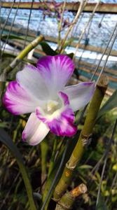 Dendrobium Sonia