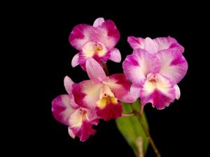 Guaricattonia Varut Crystal