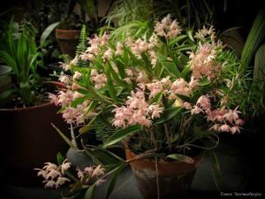 Dendrobium delicatum