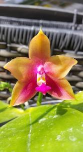 Phalaenopsis Mituo Gelb Eagle