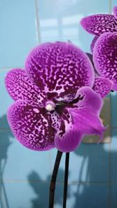 Phalaenopsis Lioulin Pretty Lip