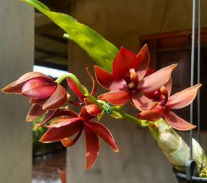 Cycnodes Jumbo Phoenix