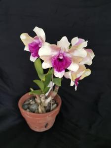 Dendrobium Baby Happy Holidays
