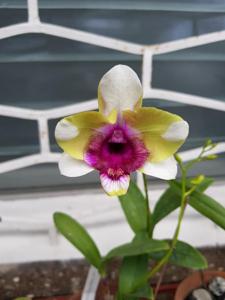 Dendrobium Baby Happy Holidays