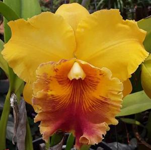 Rhyncholaeliocattleya Macao