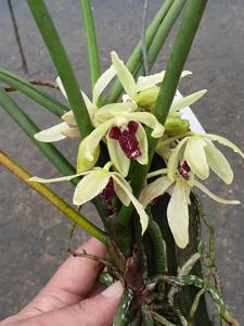 Parisia laycockii-thailandica