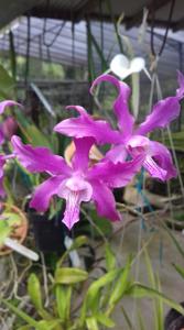 Caulaelia Orchidglade