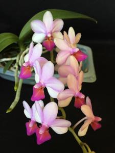 Phalaenopsis Liu's Cute Angel