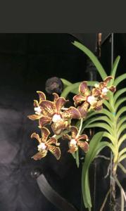 Vanda Trimerrill