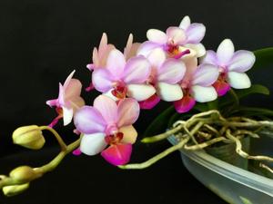 Phalaenopsis Liu's Cute Angel