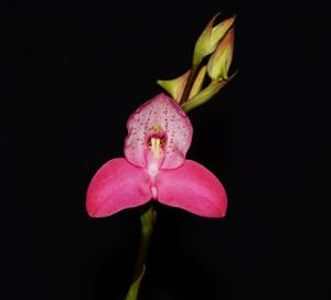 Disa Unilangley