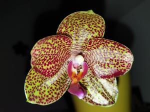 Phalaenopsis LD Gigan Sun