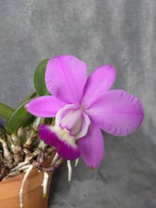 Cattleya dolosa