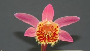 Pleione Marion Johnson