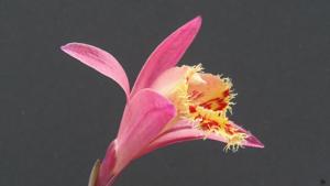 Pleione Marion Johnson