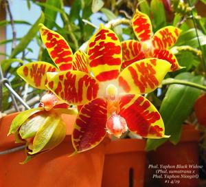 Phalaenopsis Yaphon Black Widow