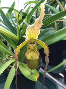 Phragmipedium Arizona Ames