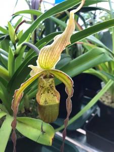 Phragmipedium Arizona Ames