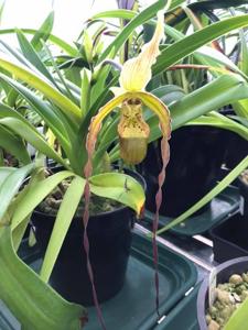 Phragmipedium Arizona Ames