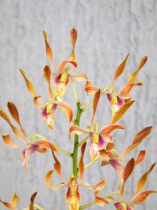 Dendrobium Memoria Stan Coleman