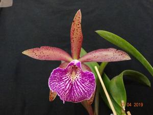 Brassocattleya Felipe Haje