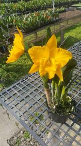 Rhyncholaeliocattleya Songher Gold