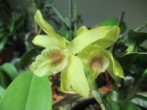 Dendrobium Stardust