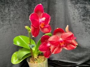 Phalaenopsis Pylo's Sun