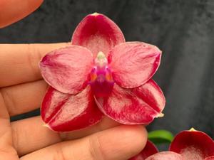 Phalaenopsis Pylo's Sun