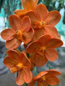 Vanda SW Starlight